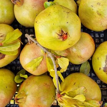 Granatapfel